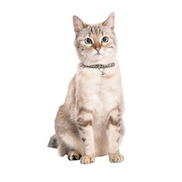 COLLIER CHAT CHAMANE