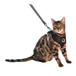 PACK CHAT HARNAIS T-SHIRT + LAISSE CHAMANE