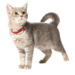 COLLIER CHAT FLEX
