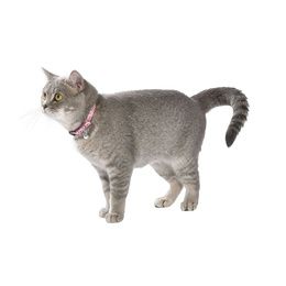COLLIER CHAT CONFETTI