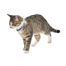 COLLIER CHAT MARINA