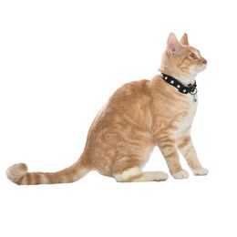 COLLIER CHAT MIDNIGHT