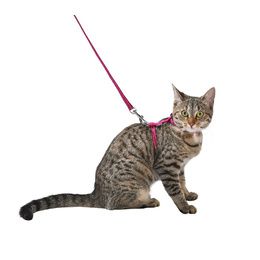 PACK CHATON SAFE
