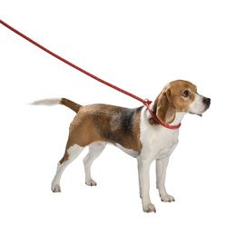 LAISSE LASSO WALK