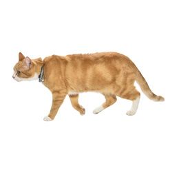 COLLIER CHAT CHIC