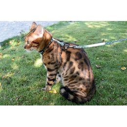 HARNAIS + LAISSE CHAT PRETTY