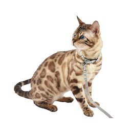 COLLIER CHAT NALA