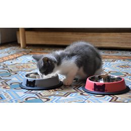 GAMELLE CHAT BLANC
