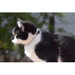 COLLIER CHAT STRIPE