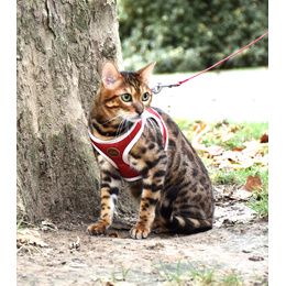 PACK CHAT HARNAIS MINI + LAISSE STRIPE