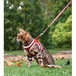PACK CHAT HARNAIS MINI + LAISSE STRIPE