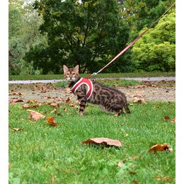 PACK CHAT HARNAIS MINI + LAISSE STRIPE