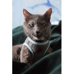 PACK CHAT HARNAIS MINI + LAISSE STRIPE