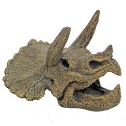 CRÂNE TRICERATOPS