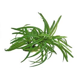 PLANT REPLICA DRACENA 25 CM