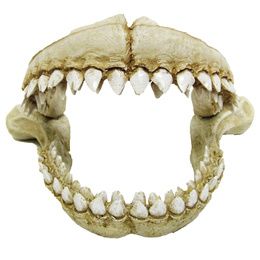 DENTS DE REQUIN L