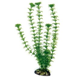 PLANT CLASSIC CABOMBA XL *
