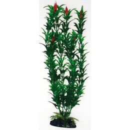 PLANT CLASSIC EGERIA FLOWERS BICOLOUR MD .*