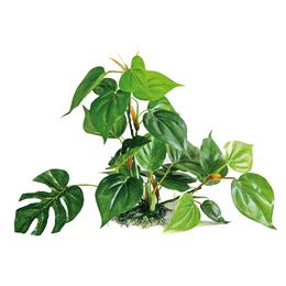 PLANT REPLICA ANUBIAS 30 CM PCB 6