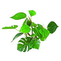 PLANT REPLICA ANUBIAS 20 CM PCB 6