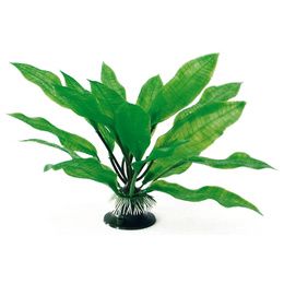 PLANT CLASSIC ECHINODORUS LG PCB 6