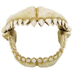DENTS DE REQUIN M