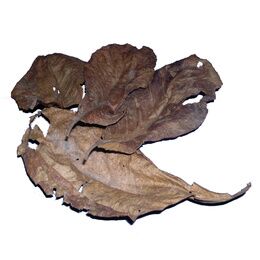 PRO NATURE CATAPPA LEAVES 30 PZ