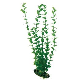 PLANT CLASSIC ROTALA LG * PCB 6