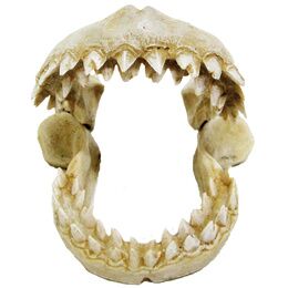 DENTS DE REQUIN S