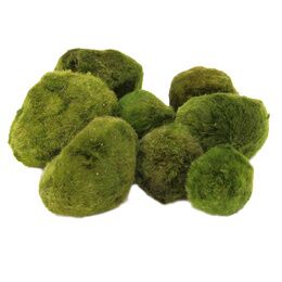 AMTRA CLADOPHORA 4-7cm