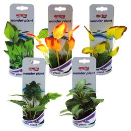 WONDER PLANT SERIES A 12-13 cm PCB 10