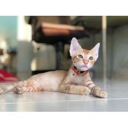COLLIER CHAT FLORALIE
