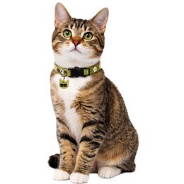 COLLIER CHAT GLOW