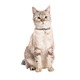 COLLIER CHAT CHAMANE