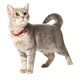 COLLIER CHAT FLEX