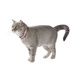 COLLIER CHAT CONFETTI