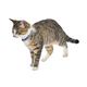 COLLIER CHAT MARINA