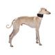 COLLIER LEVRIER OSCAR