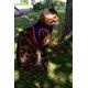 PACK CHAT HARNAIS MINI + LAISSE SAFE