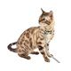 COLLIER CHAT NALA