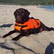 GILET DE SAUVETAGE CHIEN