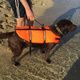 GILET DE SAUVETAGE CHIEN