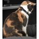COLLIER CHAT P-A GLITTER