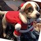 XMAS SANTA DRESS