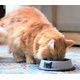 GAMELLE CHAT BLANC