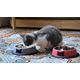 GAMELLE CHAT BLANC