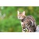 COLLIER CHAT STRIPE