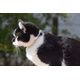 COLLIER CHAT STRIPE