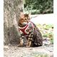 PACK CHAT HARNAIS MINI + LAISSE STRIPE