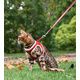 PACK CHAT HARNAIS MINI + LAISSE STRIPE